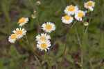 Oakleaf fleabane